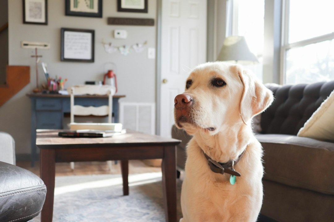 a dog sitting on a chair