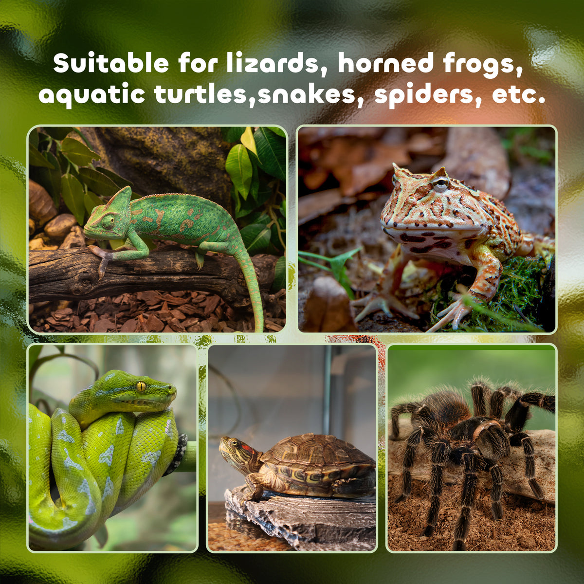 ਥਰਮੋਮੀਟਰ ਨਾਲ ਰੇਪਟਾਈਲਾਂ ਲਈ ਕੱਚ ਦਾ ਟੈਰੀਰੀਅਮ